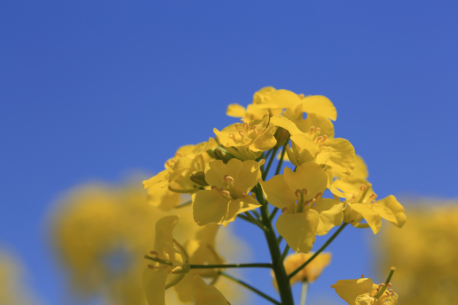 安平町　菜の花