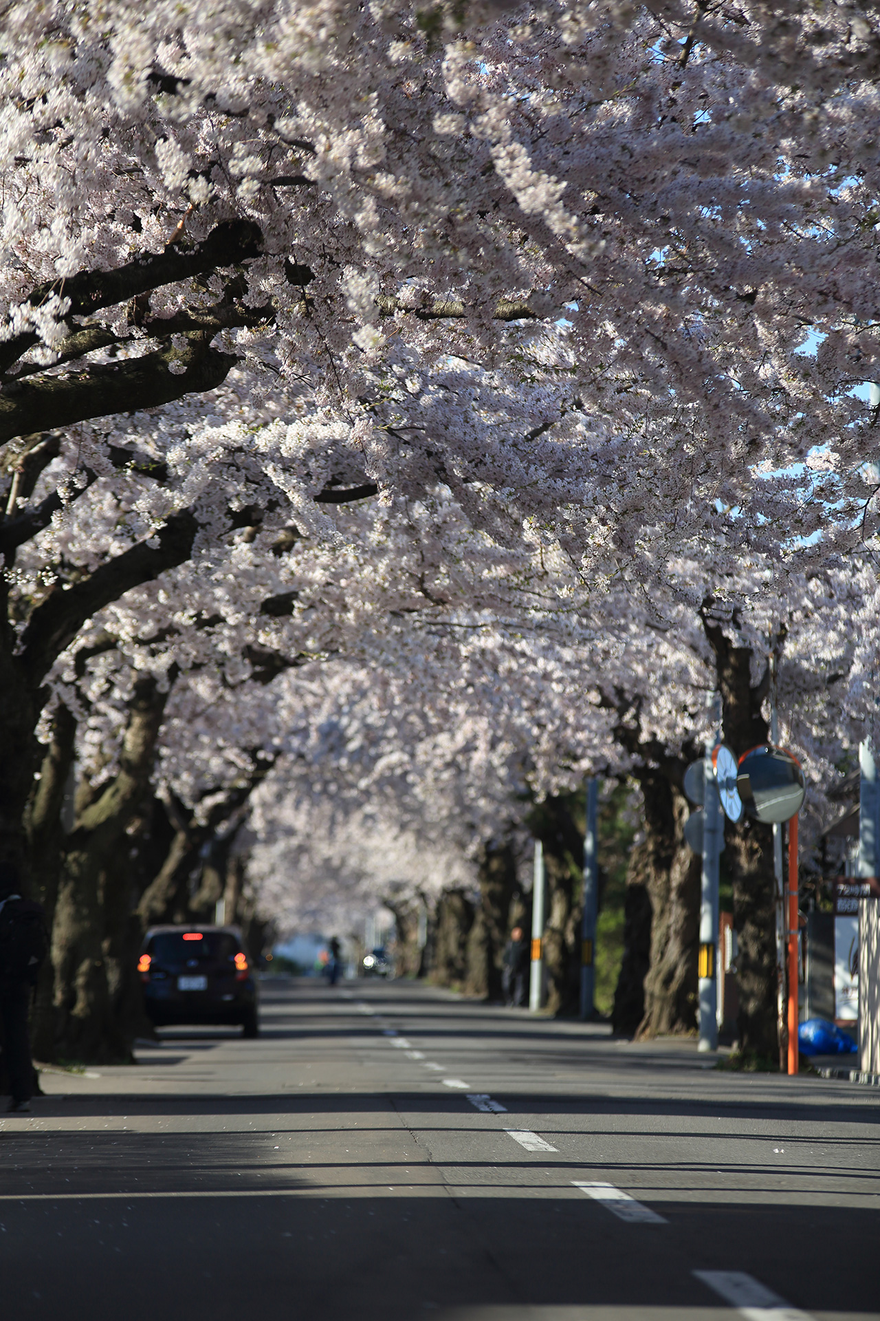 函館 桜が丘通の桜並木
