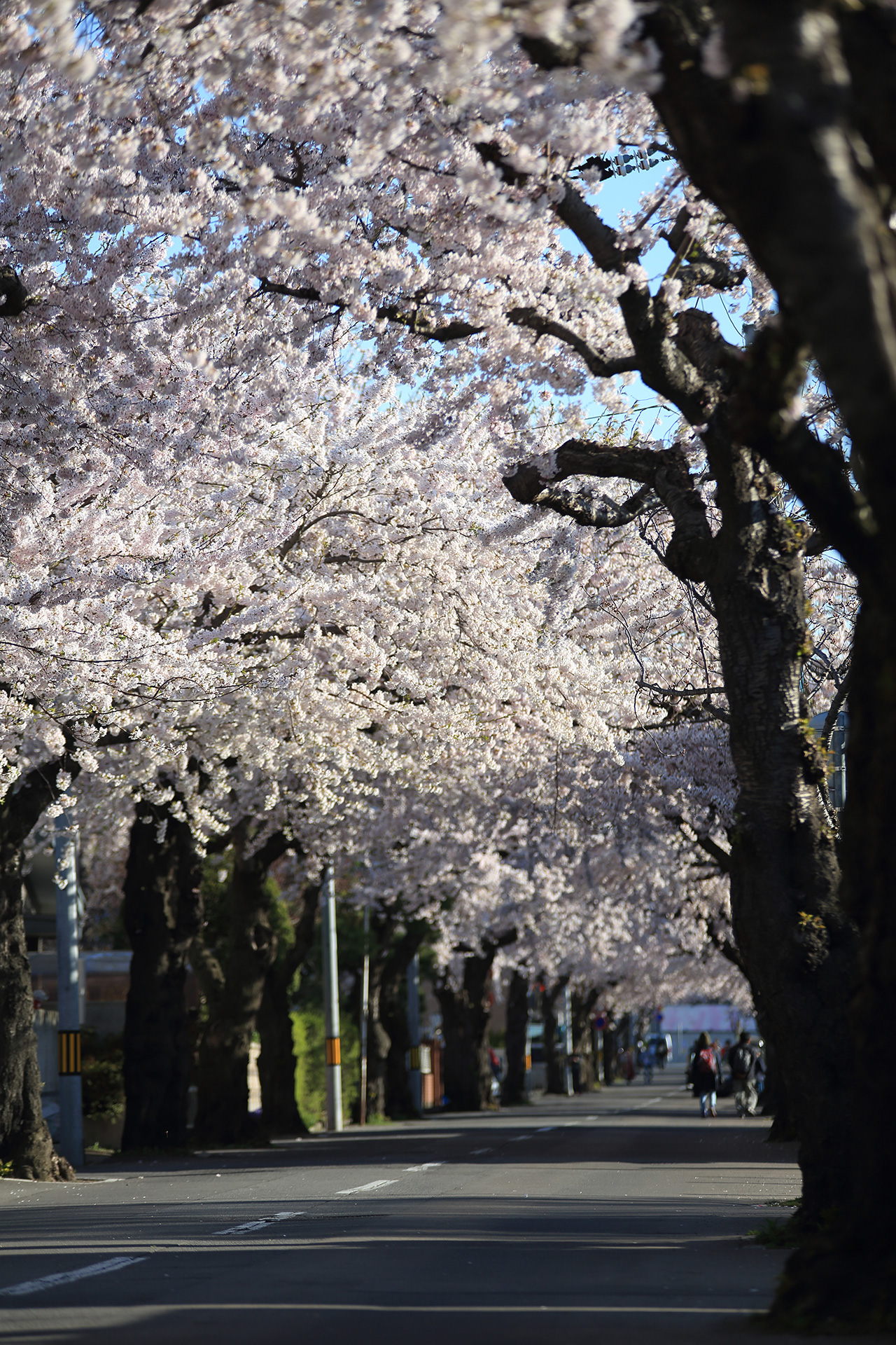函館 桜が丘通の桜並木