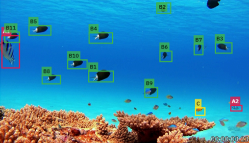 水槽内の魚の検出と分類した画像