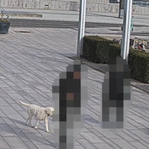 AXIS ライブプライバシーシールドを適用した画像